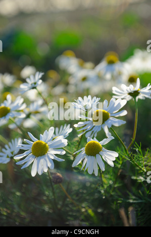 Mauvaises herbes arables, Matricaire inodore Matricaria perforata, camomille, croissant sur le terrain de l'unité de pointe, UK, octobre Banque D'Images