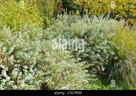 Aster ericoides Aster heath ('schneetanne') Banque D'Images