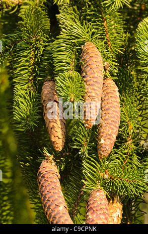 Politique Epicéa (picea abies 'viminalis') Banque D'Images