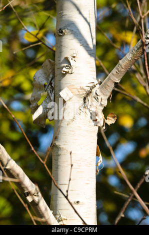 Bouleau de l'Himalaya (Betula utilis var. jacquemontii) Banque D'Images