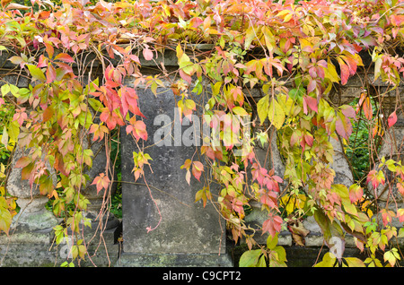Vigne vierge (Parthenocissus quinquefolia) Banque D'Images
