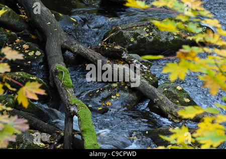 Érable de Norvège (Acer platanoides) à un Mountain Brook, réserve naturelle de la vallée de Bode, Allemagne Banque D'Images