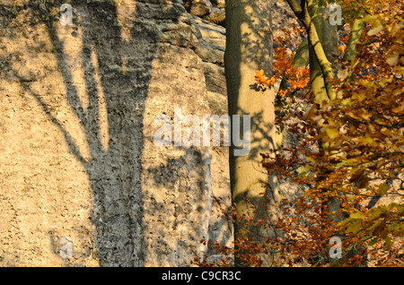 Le hêtre commun (Fagus sylvatica) en face de rochers de grès Banque D'Images