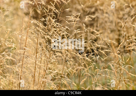 Canche cespiteuse (Deschampsia cespitosa) Banque D'Images