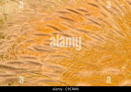 Fontaine naine (herbe pennisetum alopecuroides) Banque D'Images