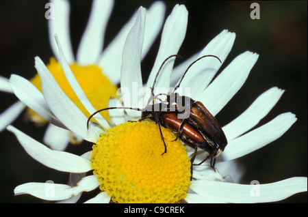 Les Coléoptères longicorne (Stenurella melanura ) sur la marguerite blanche, Tchèquia Banque D'Images