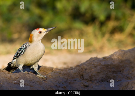 Pic à front doré (Melanerpes aurifrons,, dans le sud du Texas. Banque D'Images