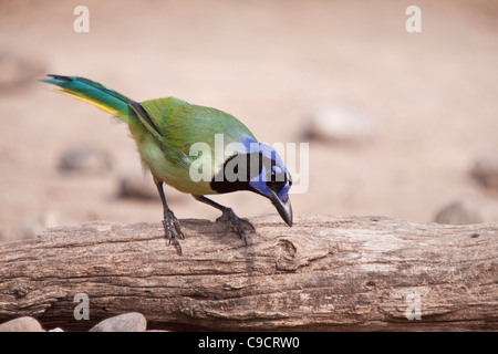 Green Jay, Cyanocorax luxuosus, au ranch Javelina-Martin et refuge près de McAllen, Texas, dans la vallée du Rio Grande. Banque D'Images