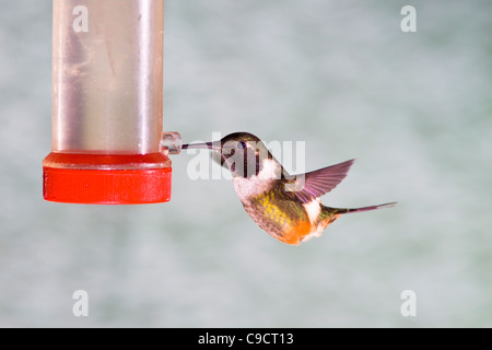 Purple-throated Woodstar Calliphlox mitchellii, Hummingbird, à Tandayapa Lodge en Equateur. Banque D'Images