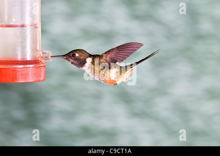 Purple-throated Woodstar Calliphlox mitchellii, Hummingbird, à Tandayapa Lodge en Equateur. Banque D'Images