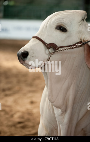 Bovins de Brahman Banque D'Images