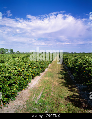 Oranges de Floride-Valencias Orange Grove. Banque D'Images