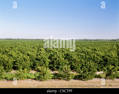 Oranges de Floride - Valencias Orange Grove, en Floride. Banque D'Images