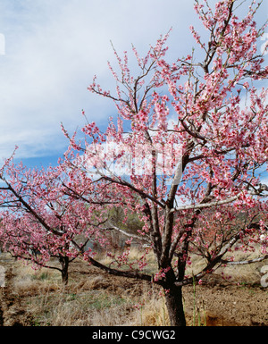 Peach blooms on tree, New Mexico. Banque D'Images