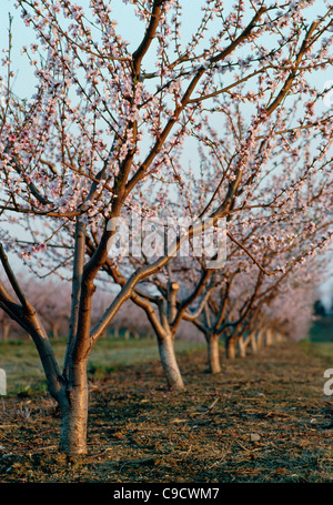 Peach Blossoms on tree Banque D'Images