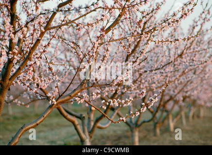 Peach Blossoms on tree Banque D'Images