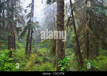 L'ancienne forêt pluviale, parc national Pacific Rim, l'île de Vancouver, Colombie-Britannique, Canada. Banque D'Images