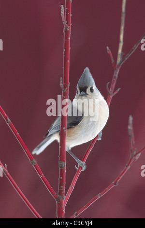 Mésange bicolore en rouge Twig Dogwood - verticale Banque D'Images