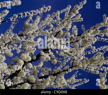 Les prunes frontière en fleur. Banque D'Images