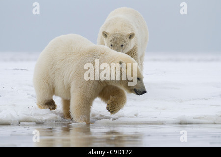 Deux oursons de l'ours polaire (Ursus maritimus) jouant le long du littoral de la mer de Beaufort à Kaktovik, l'île Barter en Alaska en Octobre Banque D'Images