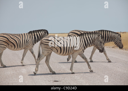 L'équipage zebra dans le parc national d'Etosha, Namibie Banque D'Images