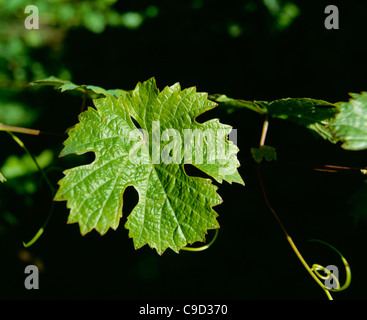 Feuilles de vignes de raisins Riesling. Banque D'Images