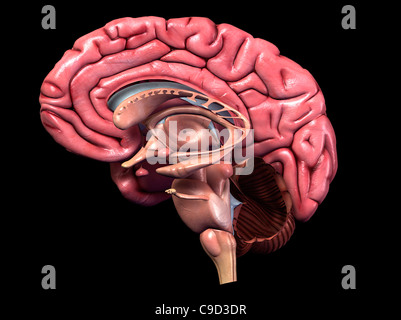 Couleur complet et détaillé de l'anatomie du cerveau, 3-D de l'illustration médicale section sagittale (vue latérale), la section des droits de l Banque D'Images