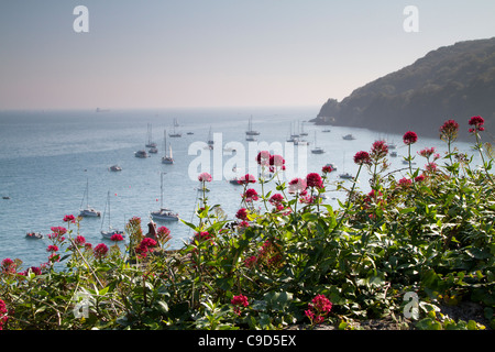 Vue de Cawsand à Cornwall, avec des fleurs de valériane rouge. Banque D'Images