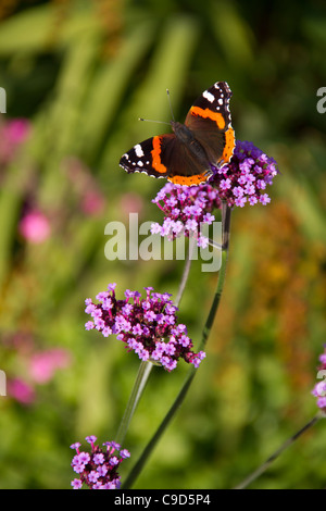 L'amiral rouge papillon sur la verveine bonariensis Banque D'Images