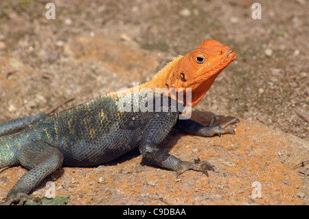 Agama à tête rouge ou lézard arc-en-ciel des hommes (Agama agama : Agamidae), au Ghana. Banque D'Images