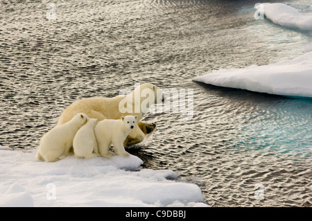 Femme Ours polaire (Ursus maritimus) avec trois jeunes Louveteaux se jetant dans la mer de glaces en dérive flottante, Freemansundet Barentsøya et Edgeøya (entre), l'archipel du Svalbard, Norvège Banque D'Images