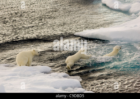 Trois jeunes oursons polaires (Ursus maritimus) sauter dans la mer de glaces en dérive flottante, Freemansundet Barentsøya et Edgeøya (entre), l'archipel du Svalbard, Norvège Banque D'Images