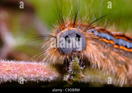 Lackey (Malacosoma neustrie : Lasiocampidae), Caterpillar eating bouleau, UK. Banque D'Images