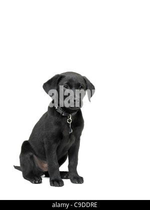 Chiot labrador noir Banque D'Images