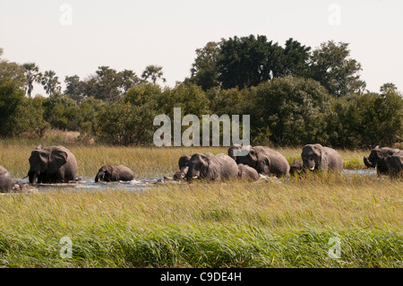 Troupeau d'éléphants d'Afrique (Loxodonta africana) à un point d'Okavango Delta, Botswana Banque D'Images