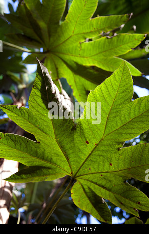 Tetrapanax Papyriferus Banque D'Images