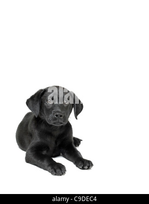 Chiot labrador noir Banque D'Images