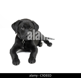 Chiot labrador noir Banque D'Images