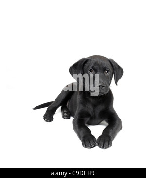 Chiot labrador noir Banque D'Images