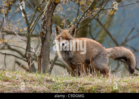 Le renard roux (Vulpes vulpes) femmes marquage son territoire dans les dunes Banque D'Images