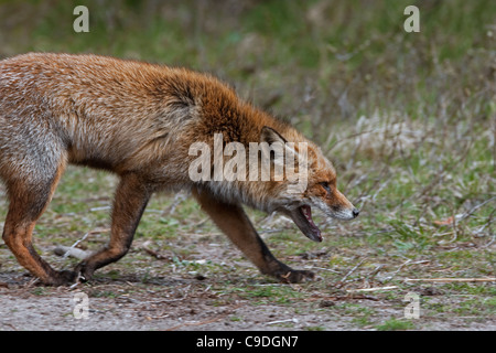 Le renard roux (Vulpes vulpes) montrant un comportement agressif des concurrent vers rugissants. Banque D'Images