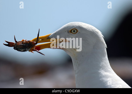 European Herring Gull (Larus argentatus) avec pris crabe (Cancer pagurus) proies dans beak Banque D'Images