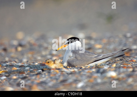 Sterne naine (Sternula albifrons / Sterna albifrons) sur son nid avec les poussins dans la colonie de reproduction sur la plage de Zeebrugge, Belgique Banque D'Images