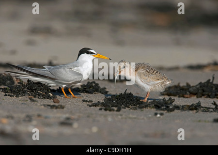 Sterne naine (Sternula albifrons / Sterna albifrons) les poissons d'alimentation pour poussin dans colonie de reproduction sur la plage de Zeebrugge, Belgique Banque D'Images