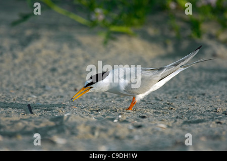 Sterne naine (Sternula albifrons / Sterna albifrons) dans une colonie de reproduction sur une plage à Zeebrugge, Belgique Banque D'Images