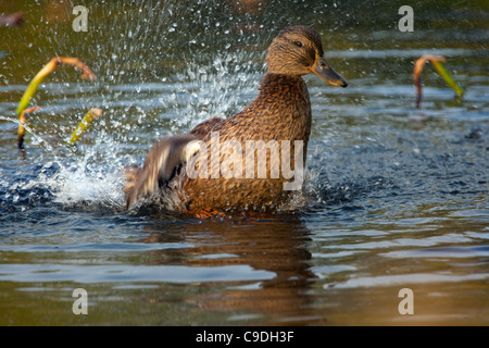 Female mallard (Anas platyrhynchos) par les éclaboussures d'eau de baignade en étang Banque D'Images