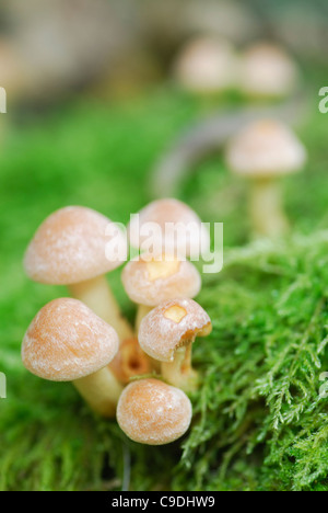 Photographie Macro de l'Armillaria tabescens (champignons) croissant sur la mousse. Banque D'Images