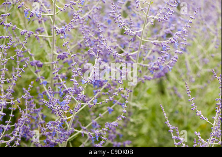 Perovskia atriplicifolia 'Blue Spire' AGA, Fédération de sage, en fleurs Banque D'Images