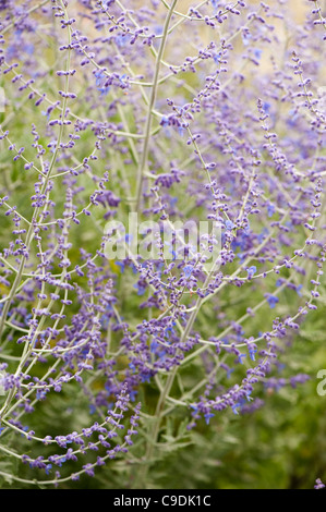 Perovskia atriplicifolia 'Blue Spire' AGA, Fédération de sage, en fleurs Banque D'Images