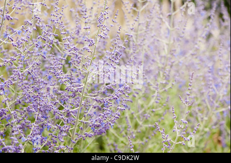 Perovskia atriplicifolia 'Blue Spire' AGA, Fédération de sage, en fleurs Banque D'Images